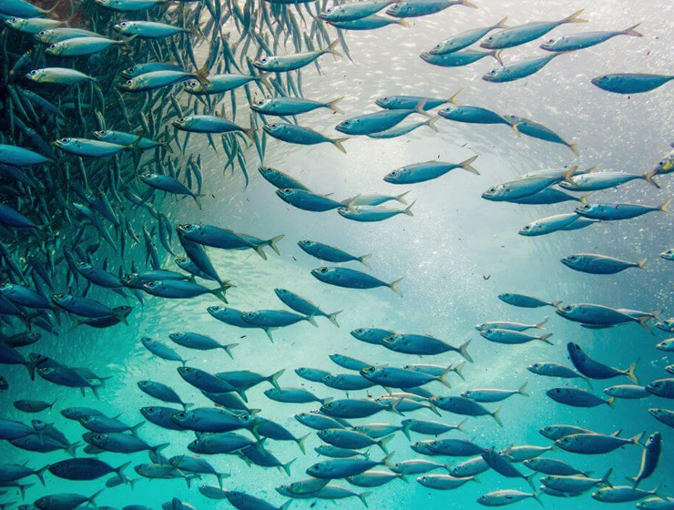 What Sustainable Fishing Really Means