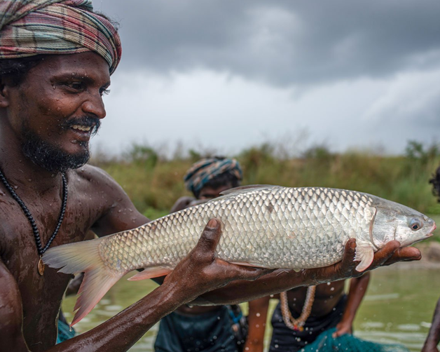 A Guide to Popular Indian Fish