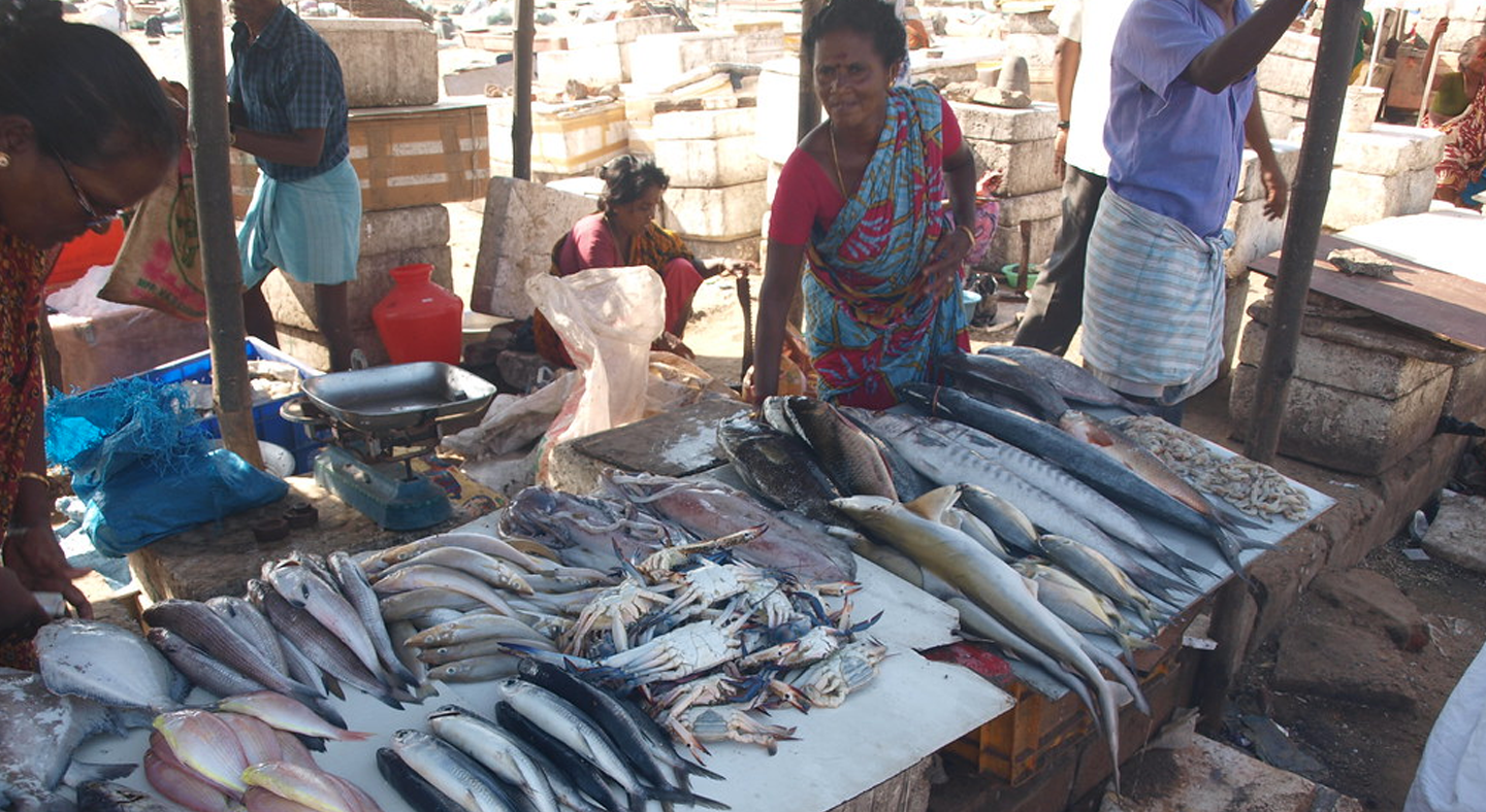 Fishing Seasons on the Tamil Nadu Coast